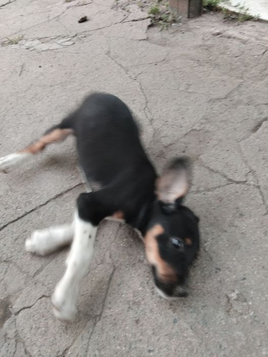 Отдам вдобрые руки