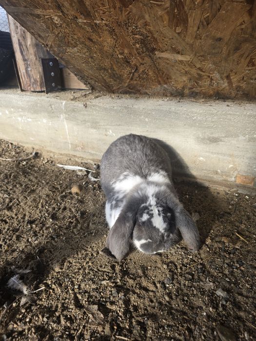 Vand iepurii berbec german