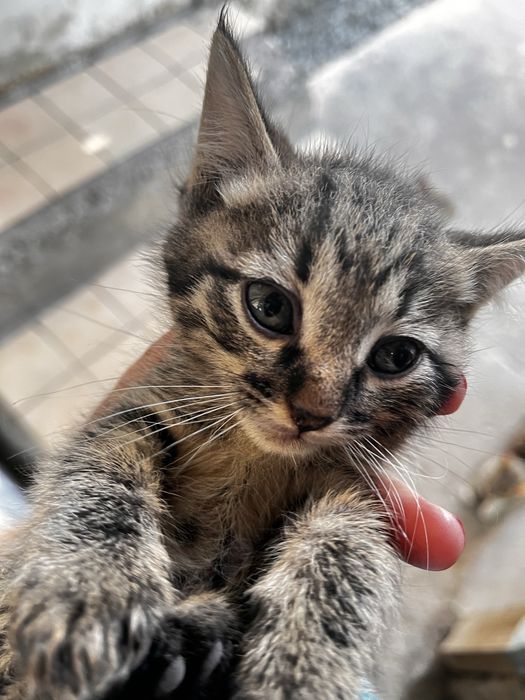 Котята сибирские