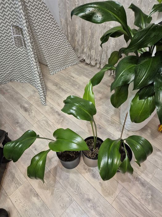 Эухарис, амазонские лилии