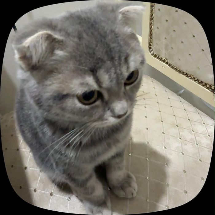 Продаётся котёнок шотландская вислоухая