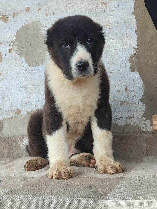 Щенята САО Алабай