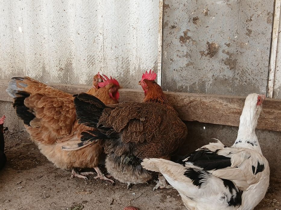 Куры тауықтар сатылады