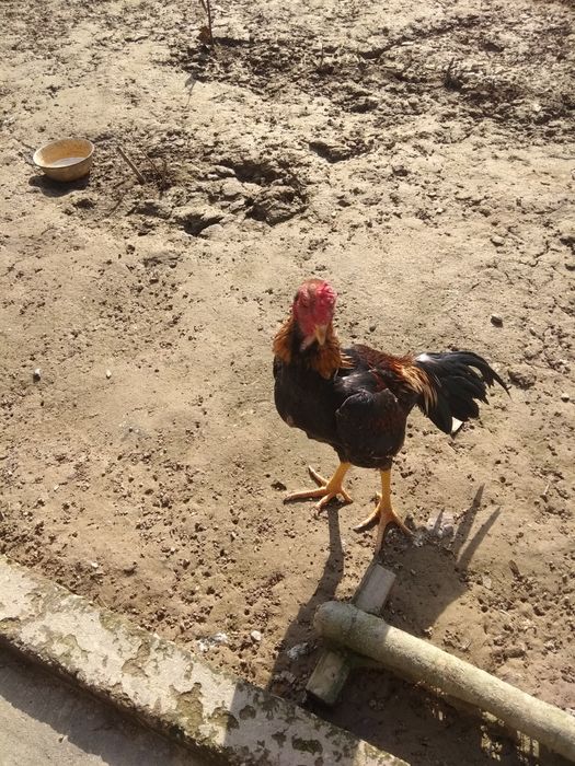 Erning jinsiy azosini boglab, boshqa erkak bilan sikishgan.