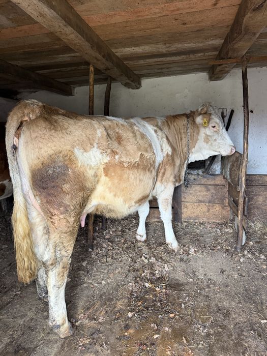 Vaca si vitel de vanzare