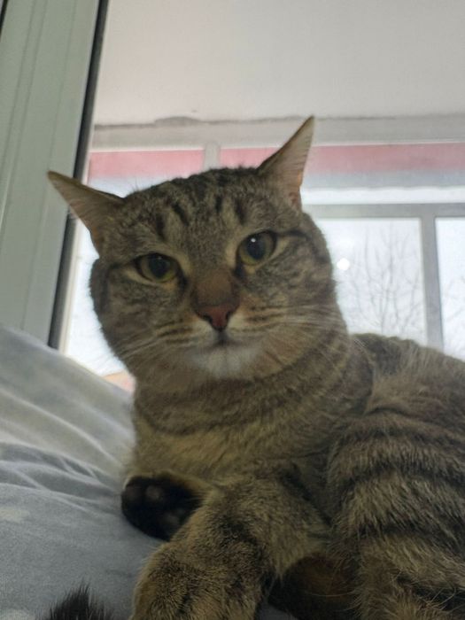 отдам кота в добрые руки