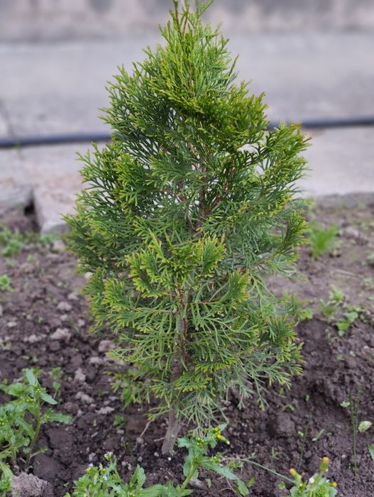 Саженцы туи Смарагд