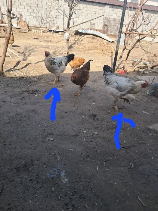 Қызыл қораз сатылады