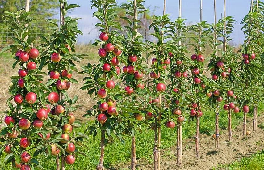 Pomi columnari fructiferi , pentru gradina sau chiar si in ghivece 15L