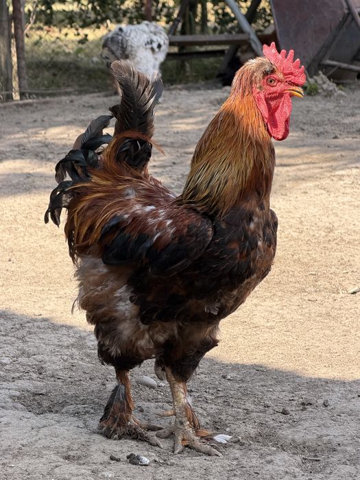 Cocoşi wyandotte,moțat/încǎlțat
