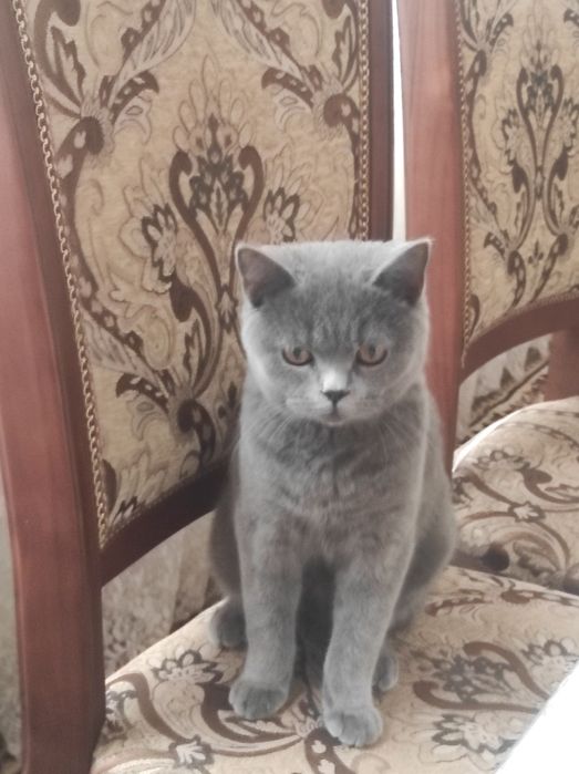 Продается Британский котенок