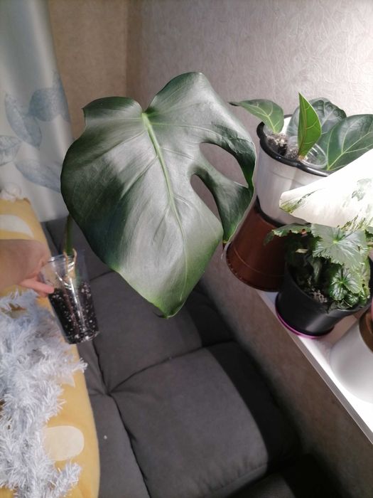 Комнатные растения