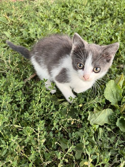 Котенок в добрые руки