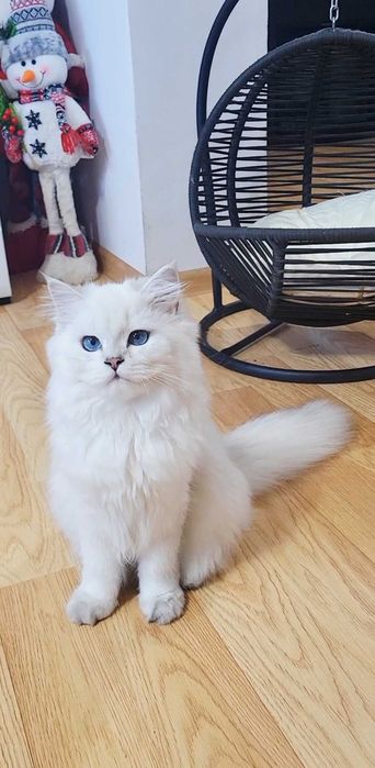 Baiat british longhair din ambii parinti Campioni Mondiali