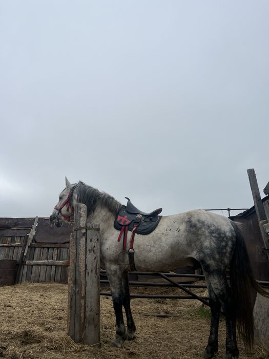 Айгыр сатылады……….