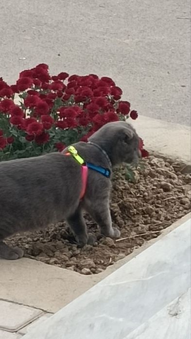 Ismi BARS 1,5 yosh oʻgil bola latokka orgatilgan