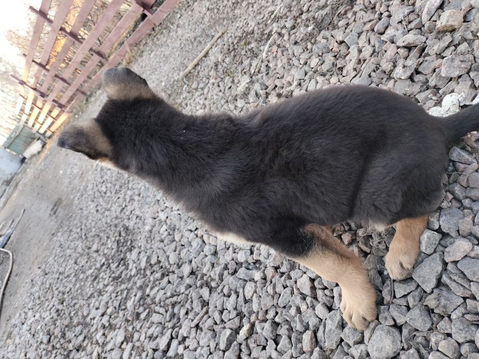 Щенки немецкой овчарки