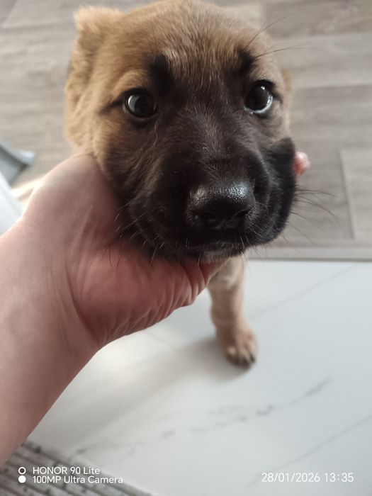 Отдам в хорошие добрые руки