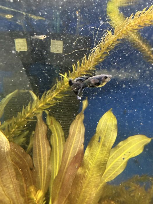 Гуппи синяя московская самцы