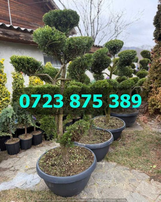 Arbori de Grădină Selecționați – Verificare Vizuală prin Video Real