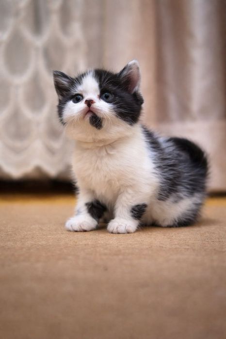 Tozza qon mushukchalar sotuvda