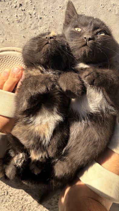 2 месц котята черный мальчик и коричнивая девочка