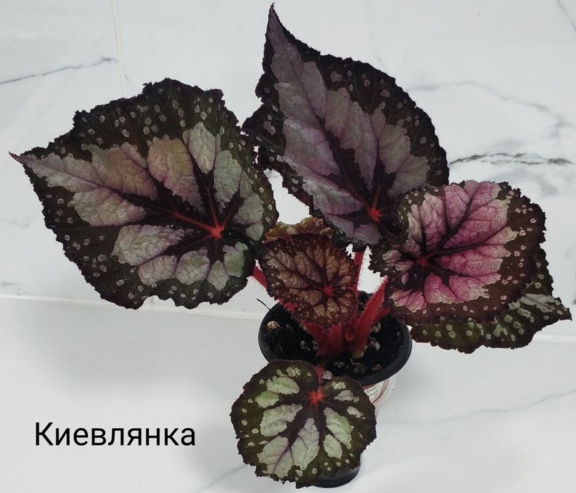 Молоденькие сортовые бегонии.