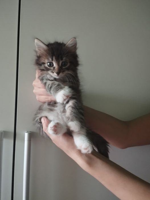 Отдам бесплатно котят