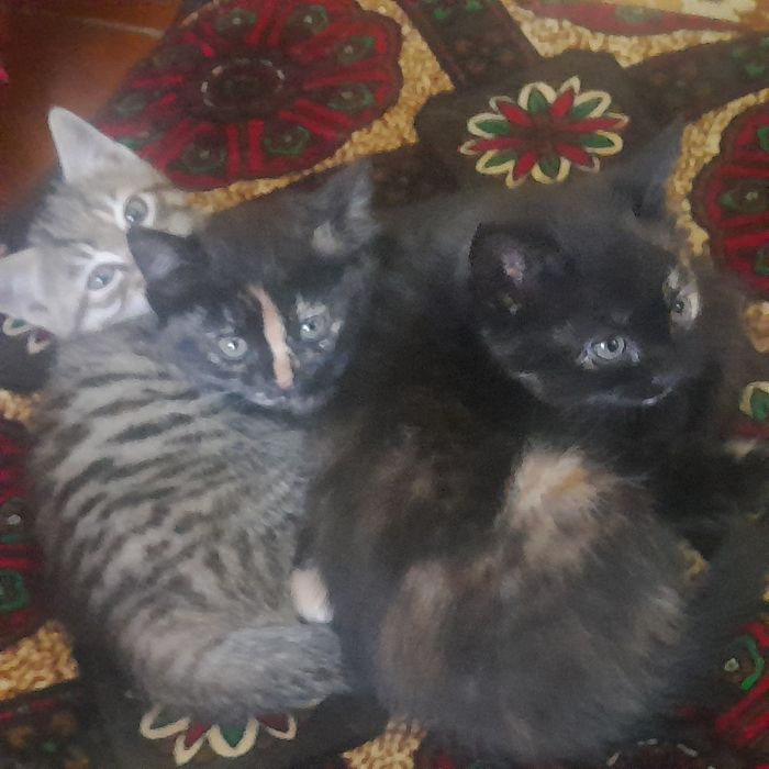 Отдаю котят в хорошие руки