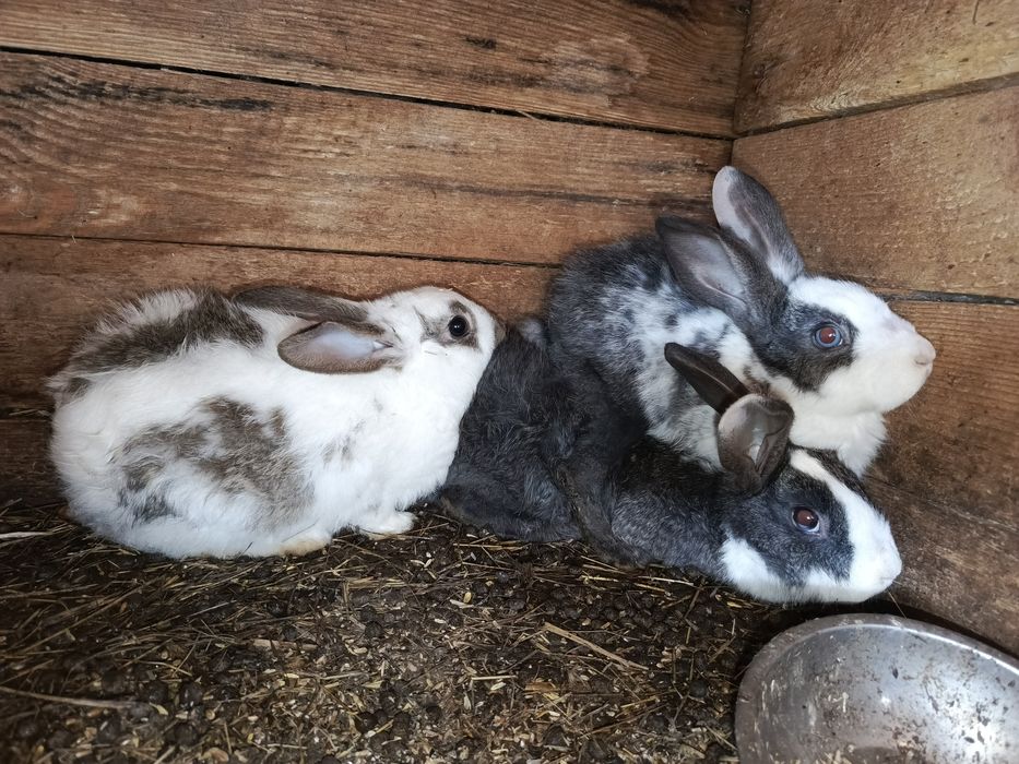 Продам кроликов х