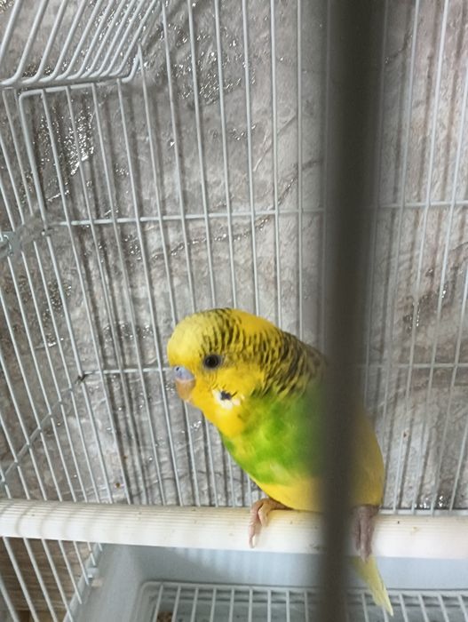 Продам волнистого попугая