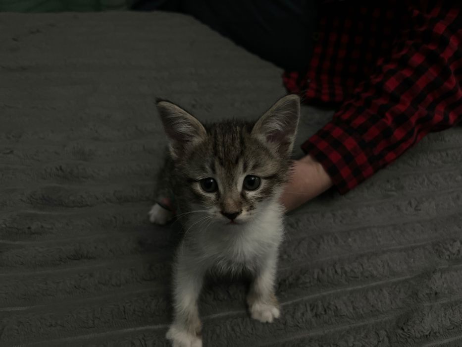 Отдам котят/Mushuklarni beraman