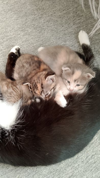 Отдам котят бесплатно