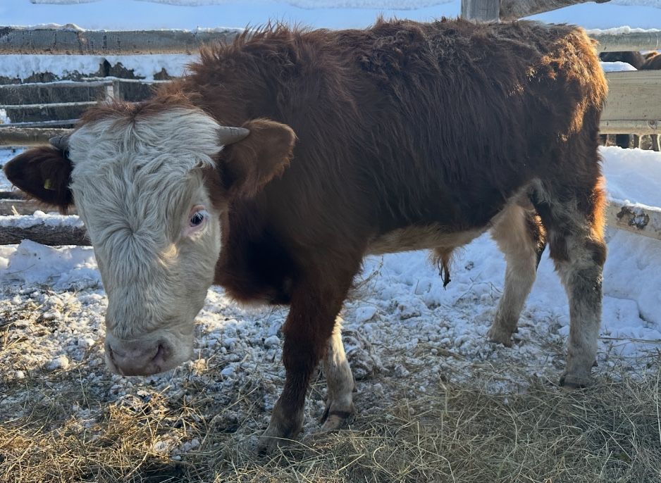 Продам бычков…….