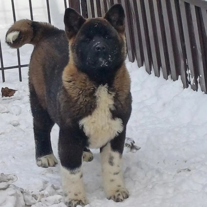 Щенки оболденные