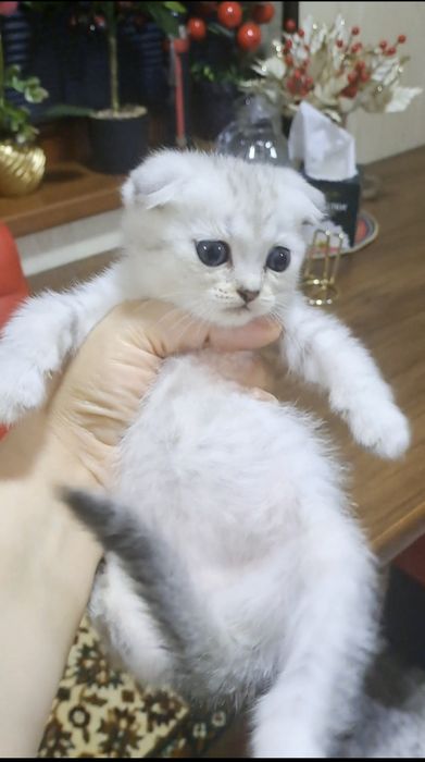 Продается от правильной вязки