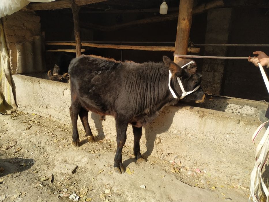 Buqa sotiladi  15,milyon