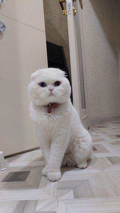 Кот приглашает кошек с прививками на вязку