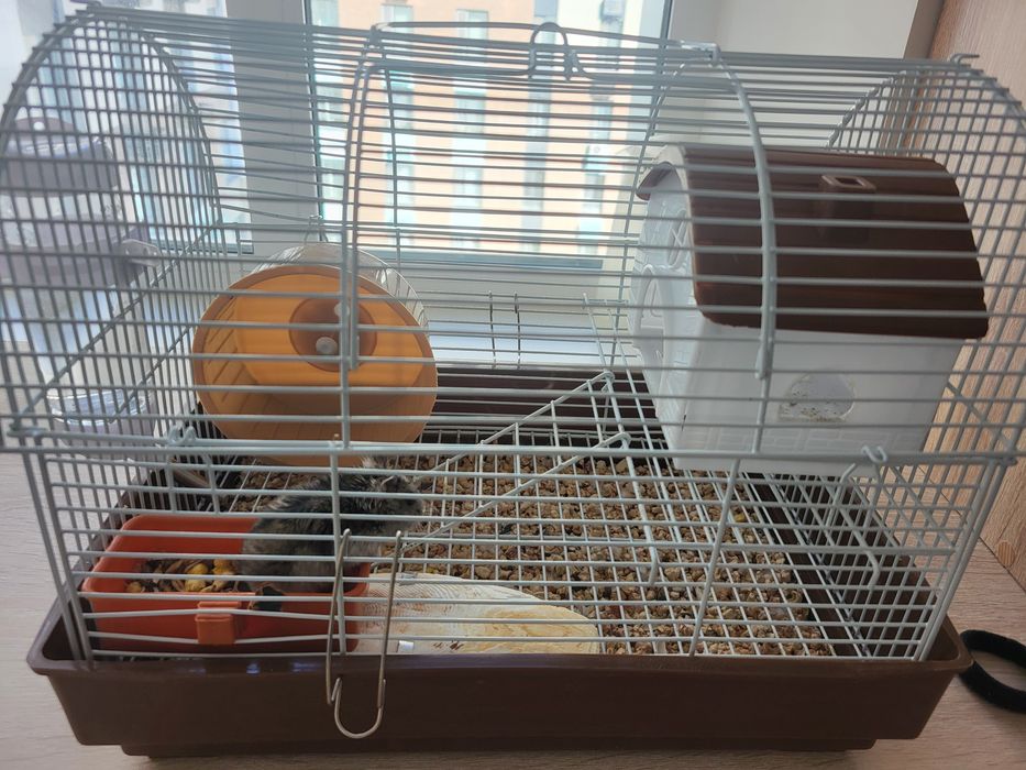 Отдам в надежные руки хомячка джунгарика