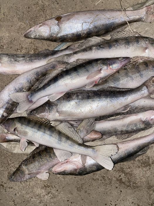 Свежий Рыба Атырау