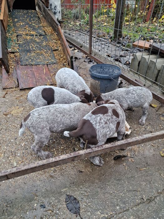 Brac german  6 săptămâni