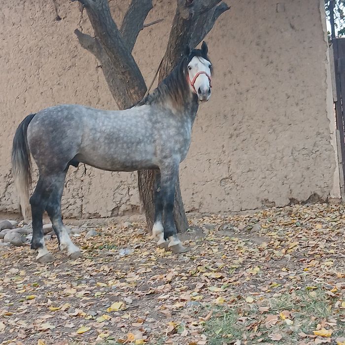 Qora bayir ot sotiladi