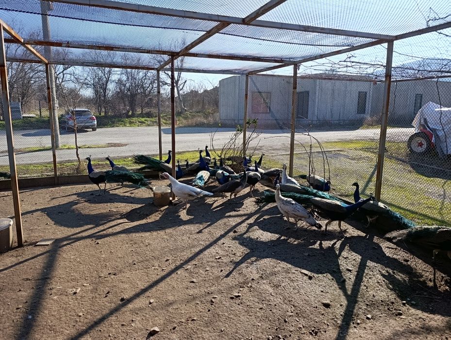 Индийски пауни- работещи чивтове