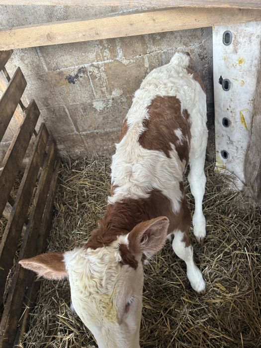 Viței bălțatâ românească