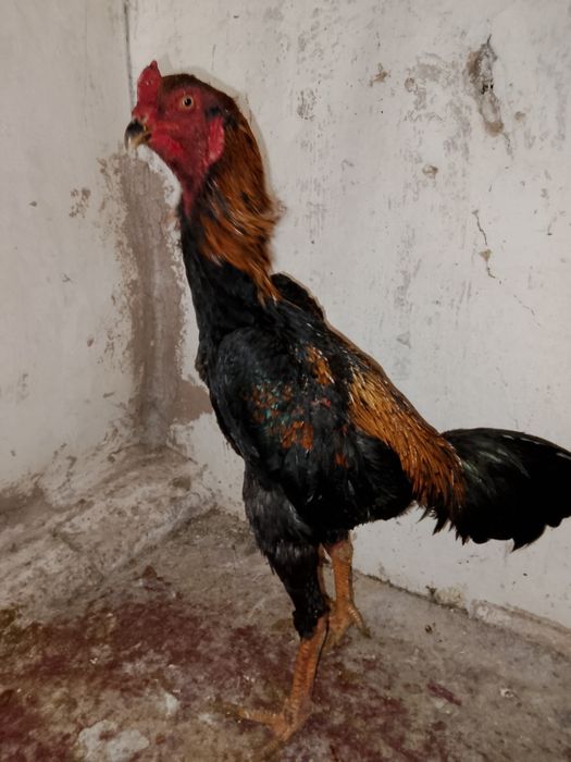 Продам молодого петуха микс