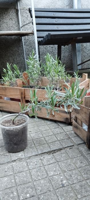 Лавандула с корени, пикирана