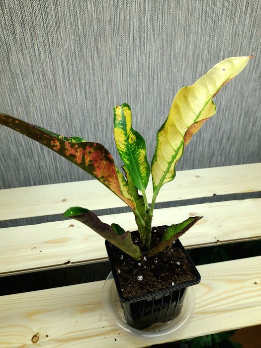 Продам Калатея Лансифолия