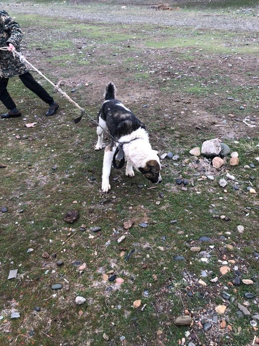 Алабаи ит сатылады