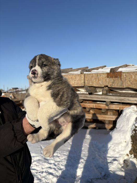 Щенки алабай среднеазиатская овчарка
