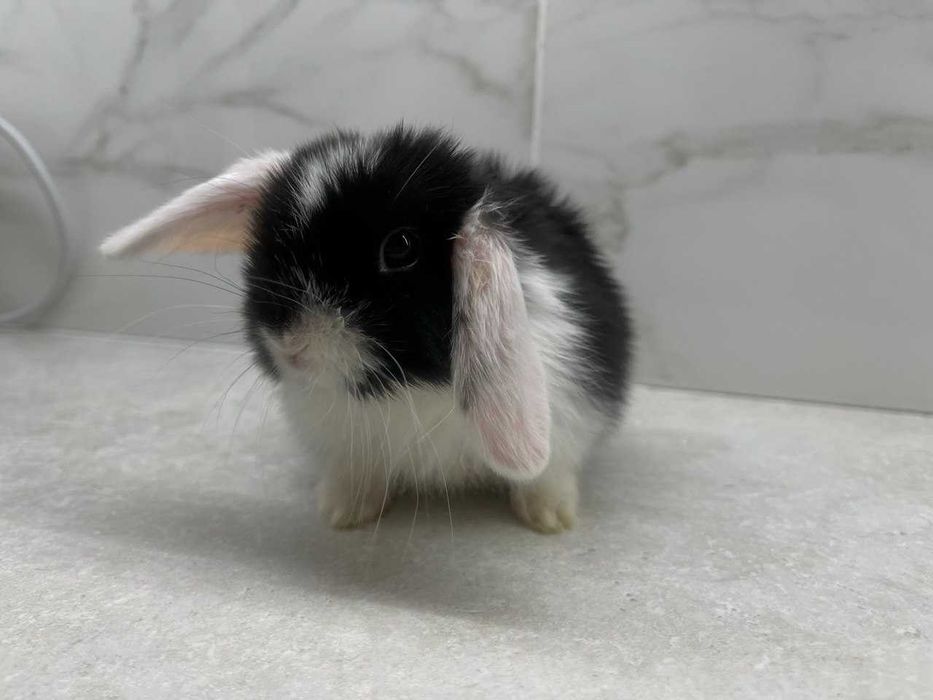 Mini Lop (Декоративный кролик) SPLIT